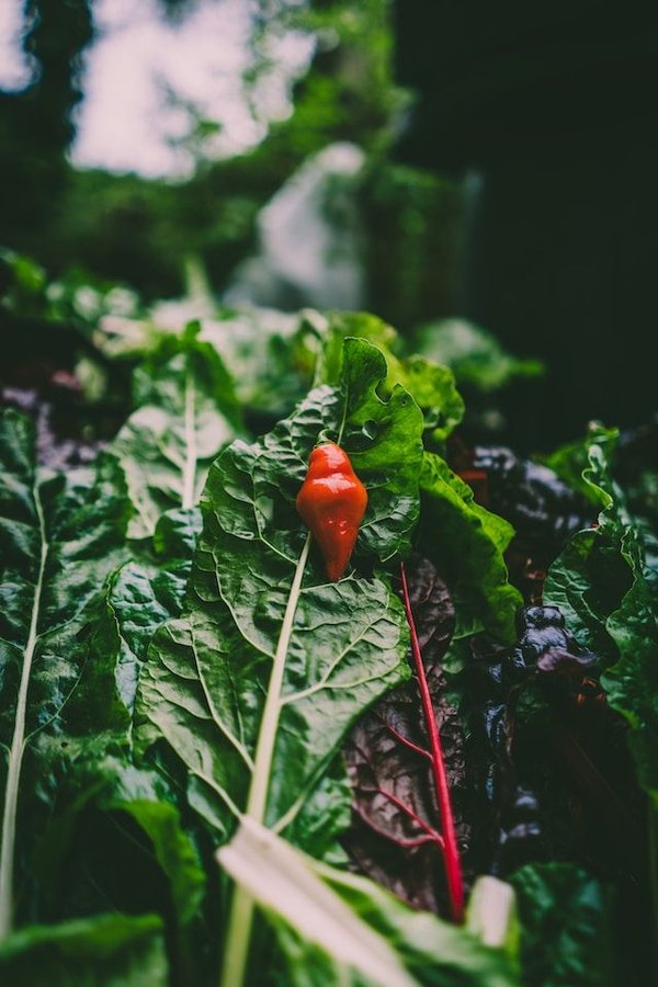 les croisières thématiques: spécial nature, cuisine ou aventure